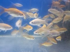 -洛阳龙门海洋馆