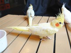 -莫多多餐厅