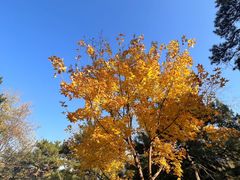 -香山公园