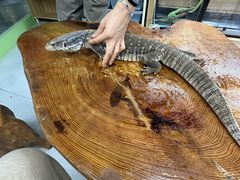 -上海大自然野生昆虫馆(东方明珠·爬宠昆虫探索中心)