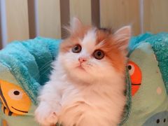 -momokira米努特·德文卷毛猫·棉花面纱犬