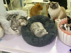 -喵的天空名猫咖啡馆·撸猫·猫舍·用品