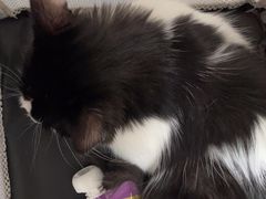 -宠福鑫动物医院(望京分院)