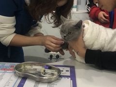 -伟伟宠物医院·CT影像中心·瑞派犬猫综合性门诊(汉口总院)