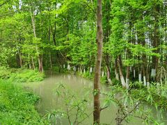 -桤木河湿地公园