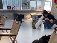 -Heymao猫咖.咖啡厅(东门店)