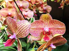 -南通洲际绿博园