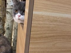 -酷豆宠物咖啡·宠物美食·撸猫馆