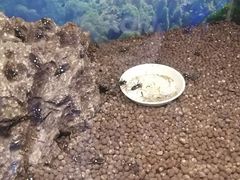 -上海大自然野生昆虫馆(东方明珠·爬宠昆虫探索中心)