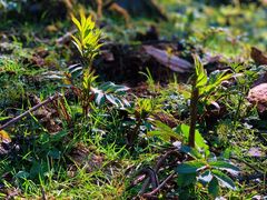 -硗碛藏寨·神木垒景区