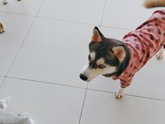 -怪兽屋·羊驼·猫咖·狗咖(俊华广场店)