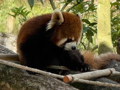 -都江堰中华大熊猫苑