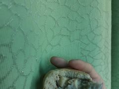 鼠饼-北京稻香村(学清店)