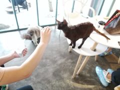 -喵屿·大理花园猫咖