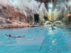 -帝企鹅自助餐厅•儿童岛•真企鹅(长隆企鹅酒店)