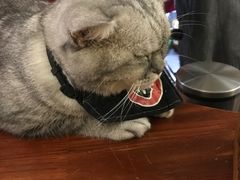 -猫色咖啡·猫咖