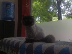 -佑安动物医院·全科·内窥镜中心(幸福巷店)