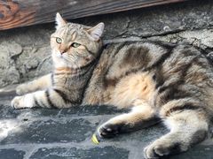 -喵屿·大理花园猫咖