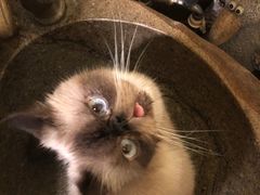 -more than meow吴止猫主题餐厅(承德 中船汇店)