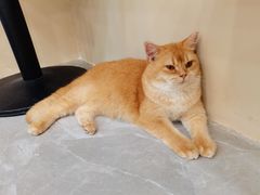 -猫力发电所·宠物专门店