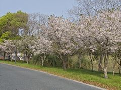 -贡湖湾湿地公园