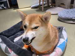 -逗柴咖啡屋·狗咖猫咖宠物桌游