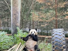 -都江堰中华大熊猫苑