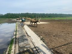 -溱湖国家湿地公园