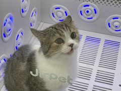 -瑞派紫金宠物医院24小时·骨科·中兽医·重症转诊中心(番禺大石院)