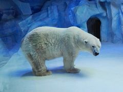 -芜湖新华联大白鲸海洋公园