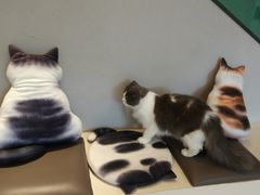 -飞行喵MR PILOT|猫舍·猫咖(静安大融城店)