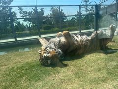 -西霞口神雕山野生动物世界