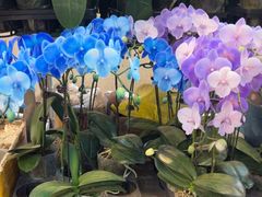 -双季花艺园艺市场(浦东店)