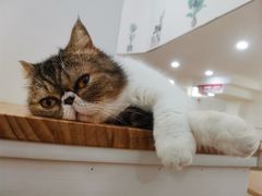 -李小姐の猫咖啡馆(五角场店)