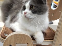 -飞行喵MR PILOT|猫舍·猫咖(静安大融城店)