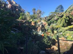 -奥兰多迪士尼动物王国乐园