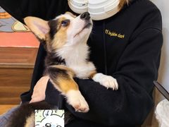 -柯斗斗主题餐厅·狗咖·围炉煮茶·茶饮(国瑞升平里店)