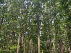 -黄海国家森林公园