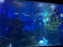 -江和美海洋公园