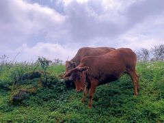-武陵山森林公园