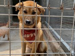 -成都爱之家动物救助中心