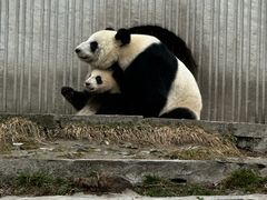 -卧龙中华大熊猫苑神树坪基地
