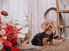 -超宠爱宠物摄影-Super pet