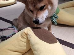 -逗柴咖啡屋·狗咖猫咖宠物桌游
