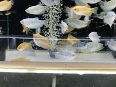 -嘉华鲜花饼·现烤(昆明老街店)