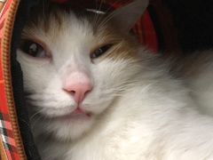 -伟伟宠物医院·CT影像中心·瑞派犬猫综合性门诊(汉口总院)