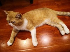 -猫小院猫主题咖啡厅(北锣店)