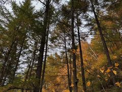 -苏木山森林公园