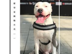 -华润深圳湾体育中心-“春茧” 体育馆