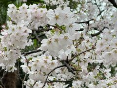 -苏州上方山国家森林公园